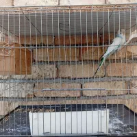 مرغ عشق جفت آماده