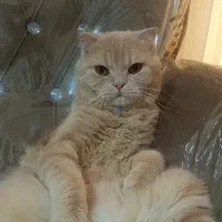 گربه|گربه|نیشابور, بنیاد شهید|دیوار