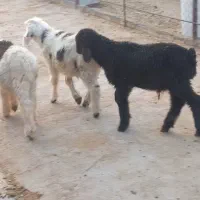بره نر