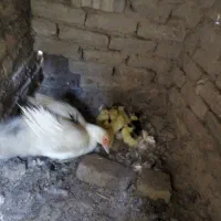 جوجه اردک اسراعیلی