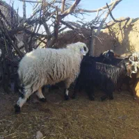 بزغاله نر مناسب کشتار +بره نر