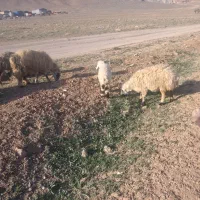 بره چاق