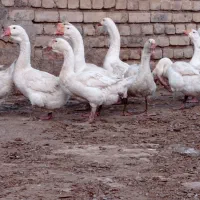 قوغاز نروماده