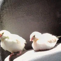 جوجه قناری نر