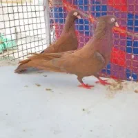 کبوتر آبادانی