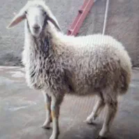 گوسفند زنده+بزغاله وقصابی