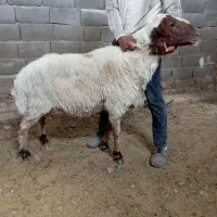 قوچ تخمی جوان درجه یک
