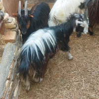 بزغاله فروشی