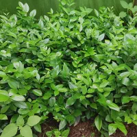 یاس هلندی گل زینتب