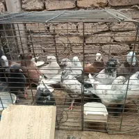 کفتر پرشی