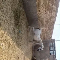 فروش مادیان عرب یکسر