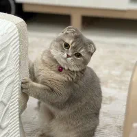 گربه اسکاتیش ماده عقیم شده