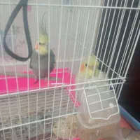عروس هلندی با وسایل
