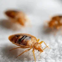 سمپاشی. سم ساس سوسک حشرات با مجوز بهداشت