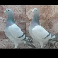 سبز المانی