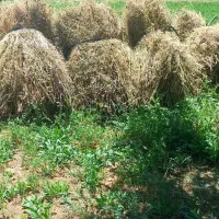 قره یونجه