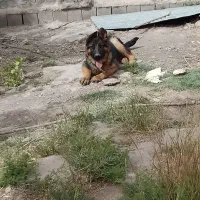 سگ ژرمن