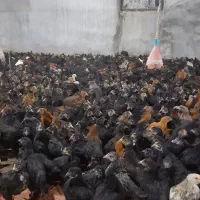 جوجه مرغ بومی جهادی گلپایگانی نیمچه شمالی تخمگذار