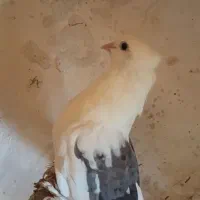 کبوتر دوکت سبز