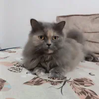 گربه پرشین ماده عقیم شناسنامه دار