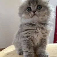 بچه گربه اسکاتیش و بریتیش