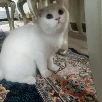 گربه اسکاتیش 6 ماهه چشم رنگی