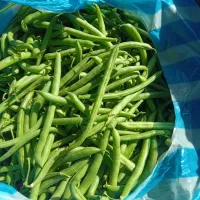 لوبیا‌سبز‌گوشتی