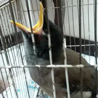 جوجه مینا