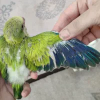 جوجه طوطی راحب