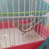 عروس هلندی دو جفت و یک جوجه