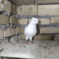 کبوتر نوک قنار