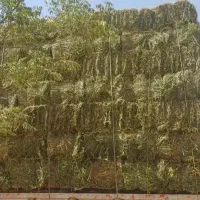 بیده دست درو