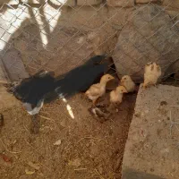 جوجه لاری