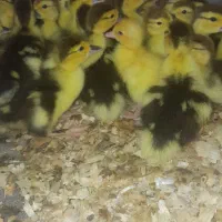 جوجه اردک اسرائیلی