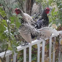 مرغ وخروس سبرایت