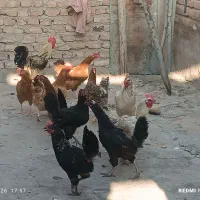مرغ محلی