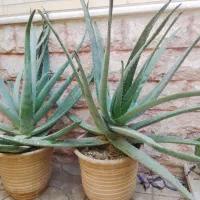 گل و برگ آلوئه ورا