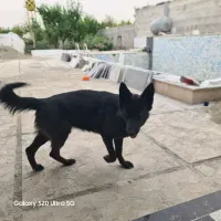 سگ ژرمن  بلک
