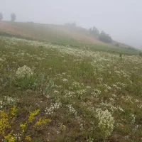 زمین امنیت سرمایه گذاری سند رسمی گیلان دیلمان