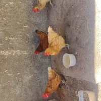 فروش مرغ تخم گذار (به شرط تخم)