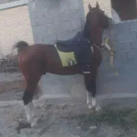 اسب فروشی 6ساله هست کششی   ۵ نشون هست