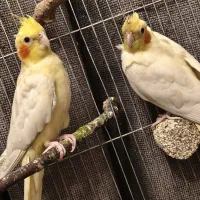 عروس هلندی 3 ماهه