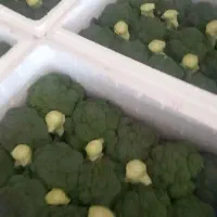 بار تره بار داریم برای صادرات فقط امروز و فردا