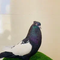 نر سینه سیاه