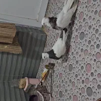 کبوتر نقابی اصل