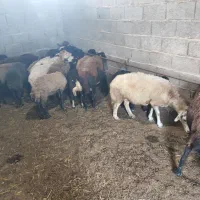 گوسفند با بره
