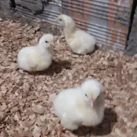 جوجه گوشتی راس ۳۰۸