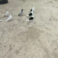 کبوتر رنگی