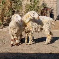 دو بره نر ارک گوشتی چاق