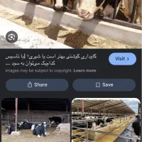 سرایداری گاوداری